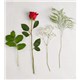 161776_Stems