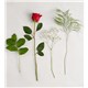 161777_Stems