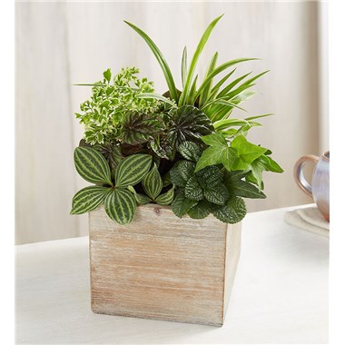 Dish Garden In Rustic Cube