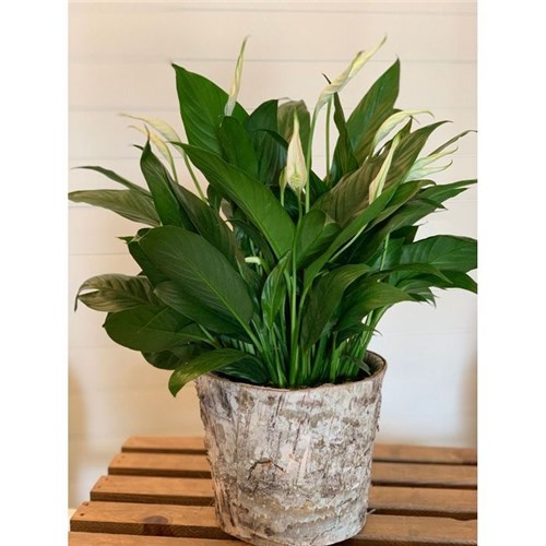 peace_lily