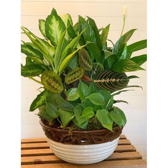 Dish_Gardens