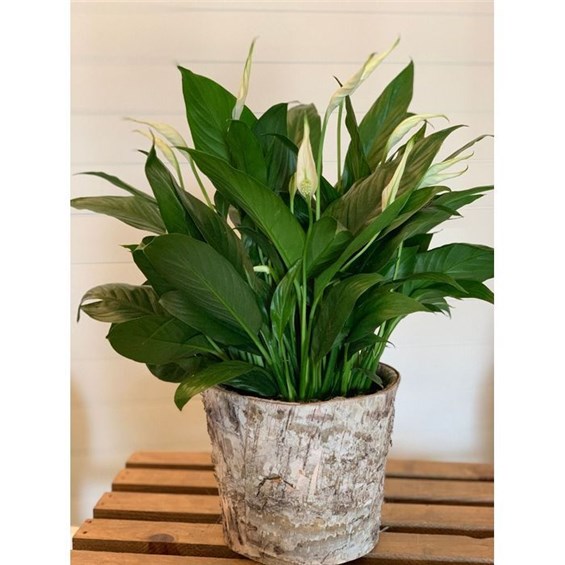 peace_lily