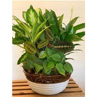 Dish_Gardens