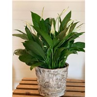 peace_lily